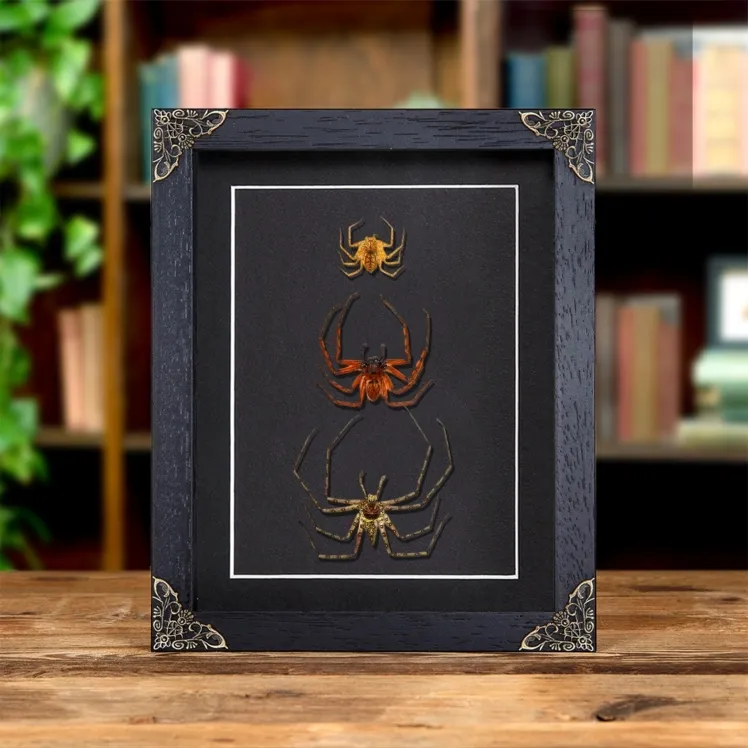 Huntsman Spiders In Baroque Style Frame (Heteropoda sp)