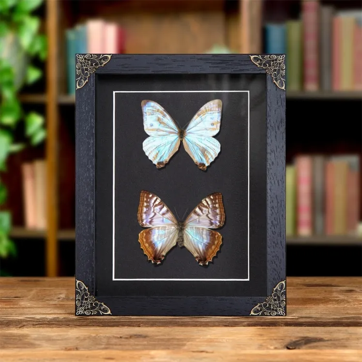 Sulkowsky's Morpho Butterfly Male & Female Pair In Baroque Style Frame (Morpho sulkowskyi)