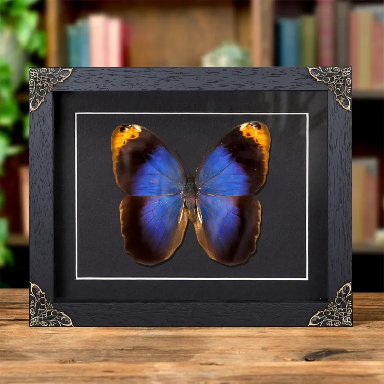 Purple Owl Butterfly In Baroque Style Frame (Caligo beltrao)