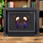 Minibeast White Banded Owl Butterfly In Baroque Style Frame (Caligo martia)