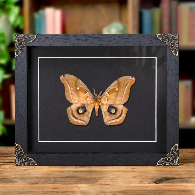 Polyphemus Moth In Baroque Style Frame (Antheraea polyphemus)