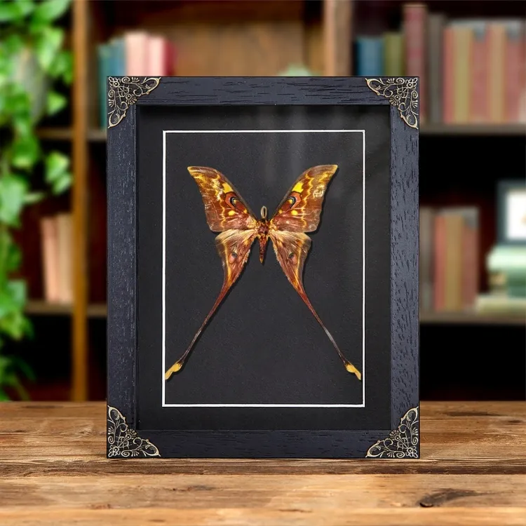 Female Sulawesi Moon Moth In Baroque Style Frame (Actias isis)