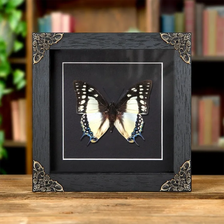 The Great Nawab In Baroque Style Frame (Polyura eudamippus)