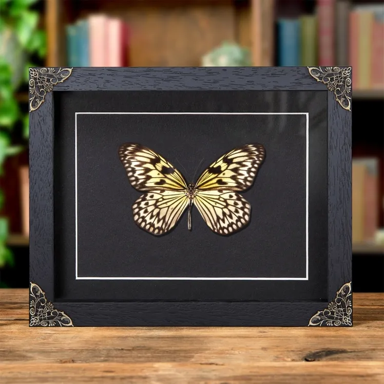 Rice Paper Butterfly In Baroque Style Frame (Idea leuconoe)