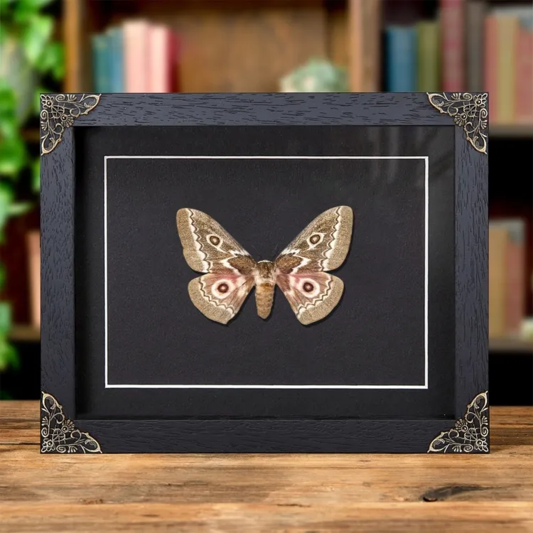 Zigzag Emperor Moth In Baroque Style Frame (Gonimbrasia tyrrhea)
