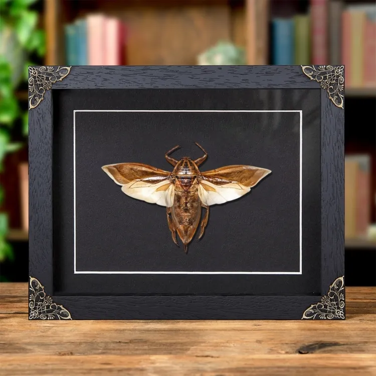  Giant Water Bug In Baroque Style Frame (Lethocerus indicus)