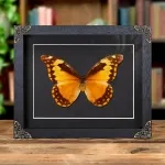 Minibeast Female Helena Morpho Butterfly in Baroque Style Frame (Morpho rhetenor helena)