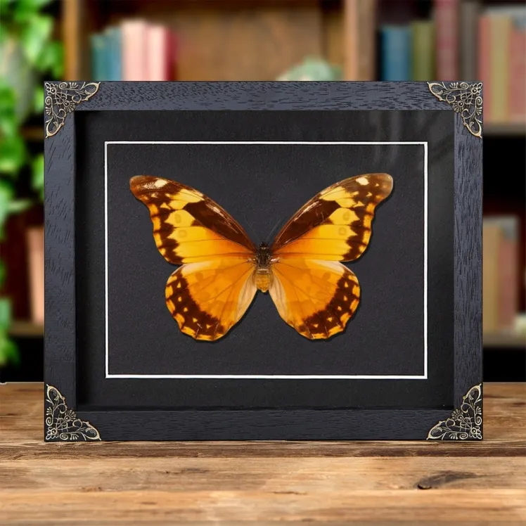 Female Helena Morpho Butterfly in Baroque Style Frame (Morpho rhetenor helena)