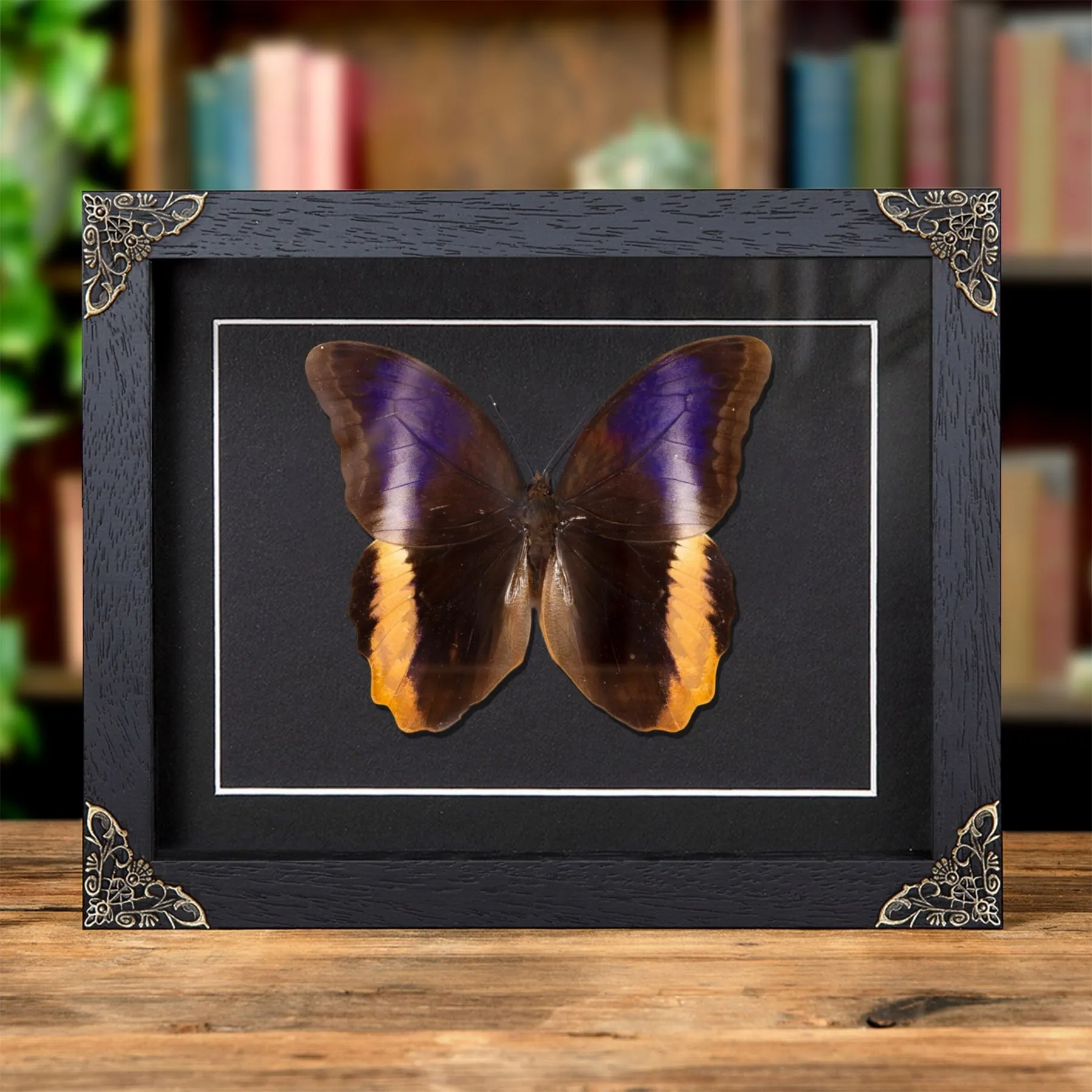 Minibeast Mariposa Búho Gigante de Bordes Amarillos en Marco de Estilo Barroco (Caligo atreus)