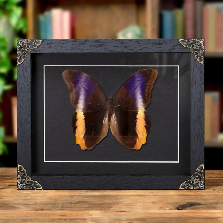 Yellow-Edged Giant Owl Butterfly In Baroque Style Frame (Caligo atreus)
