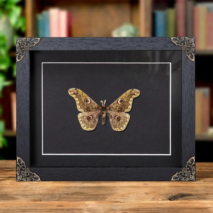 Caligula anna In Baroque Style Frame From Southeast Asia