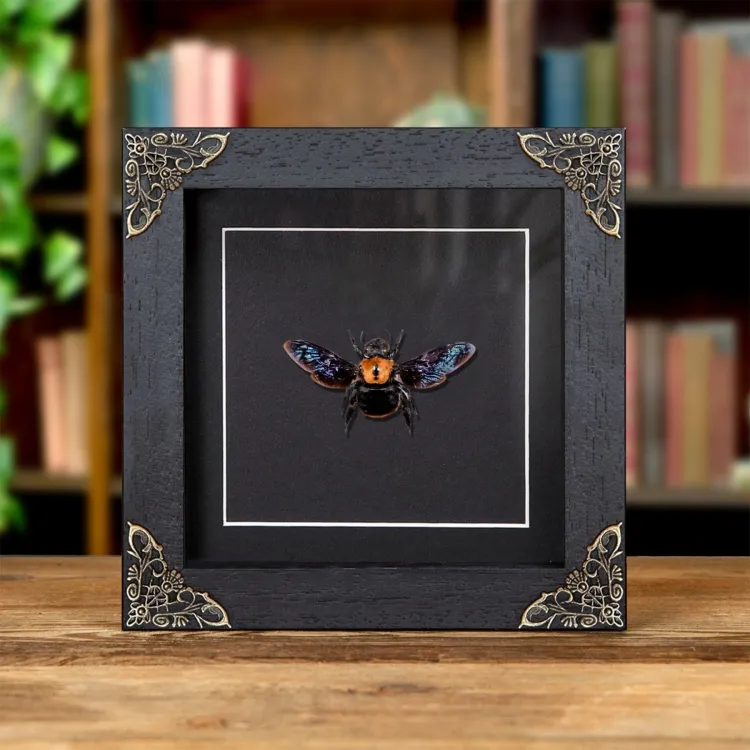 Ape Falegnami Femmina Dorata in Cornice Barocca (Xylocopa sp)
