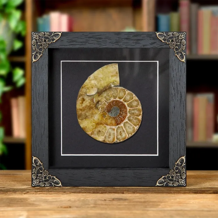 <strong>Cut & Polished Ammonite Fossil In Baroque Style Frame (Cleoniceras sp)</strong><br>Price: £35.99<br>Frame Size: 6 x 6 Baroque Cut & Polished Ammonite Fossil In Baroque Style Frame (Cleoniceras sp)