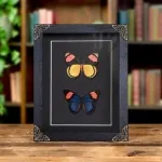 Minibeast Painted Beauty Butterfly Pair In Baroque Style Frame (Batesia hypochlora)