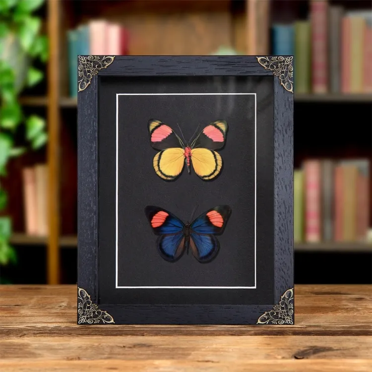 Painted Beauty Butterfly Pair In Baroque Style Frame (Batesia hypochlora)