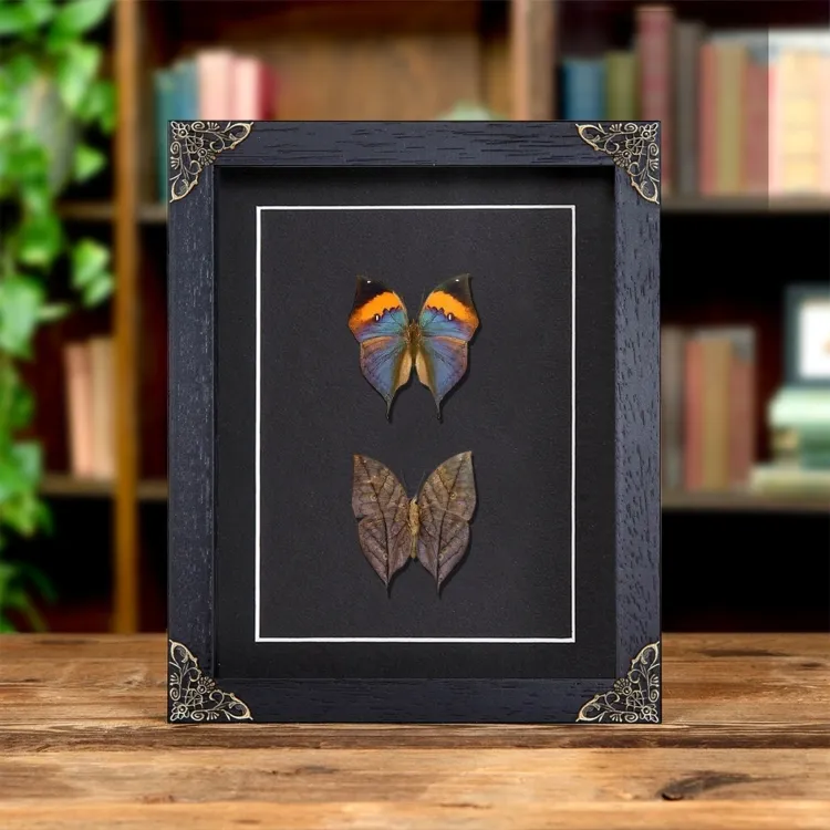 Dead Leaf Butterfly Pair In Baroque Style Frame (Kallima inachus)
