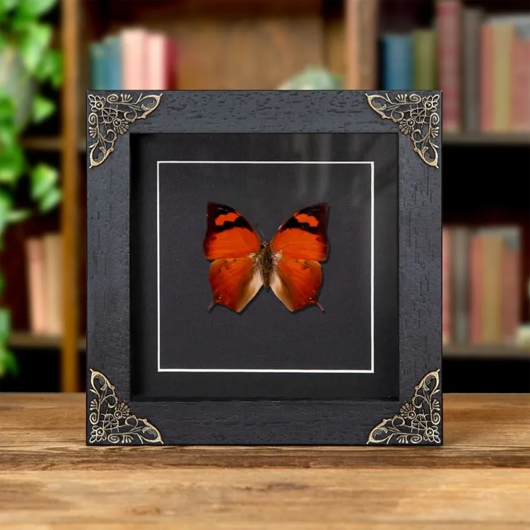 Pointed Leafwing Butterfly In Baroque Style Frame (Fountainea eurypyle)