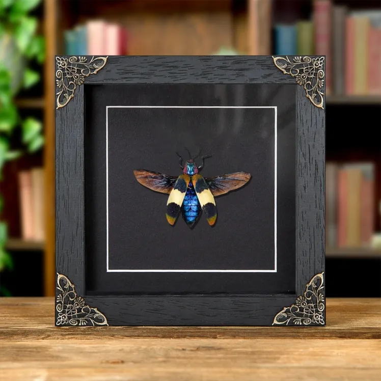 Chrysochroa corbetti In Baroque Style Frame From Thailand