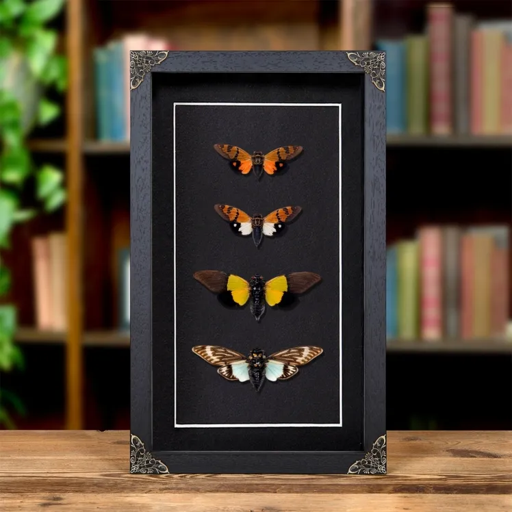 Cicada Quartet In Baroque Style Frame