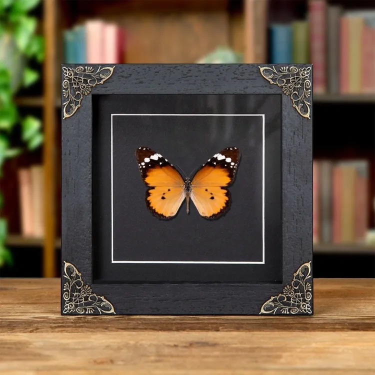 African Queen Butterfly In Baroque Style Frame (Danaus chrysippus)