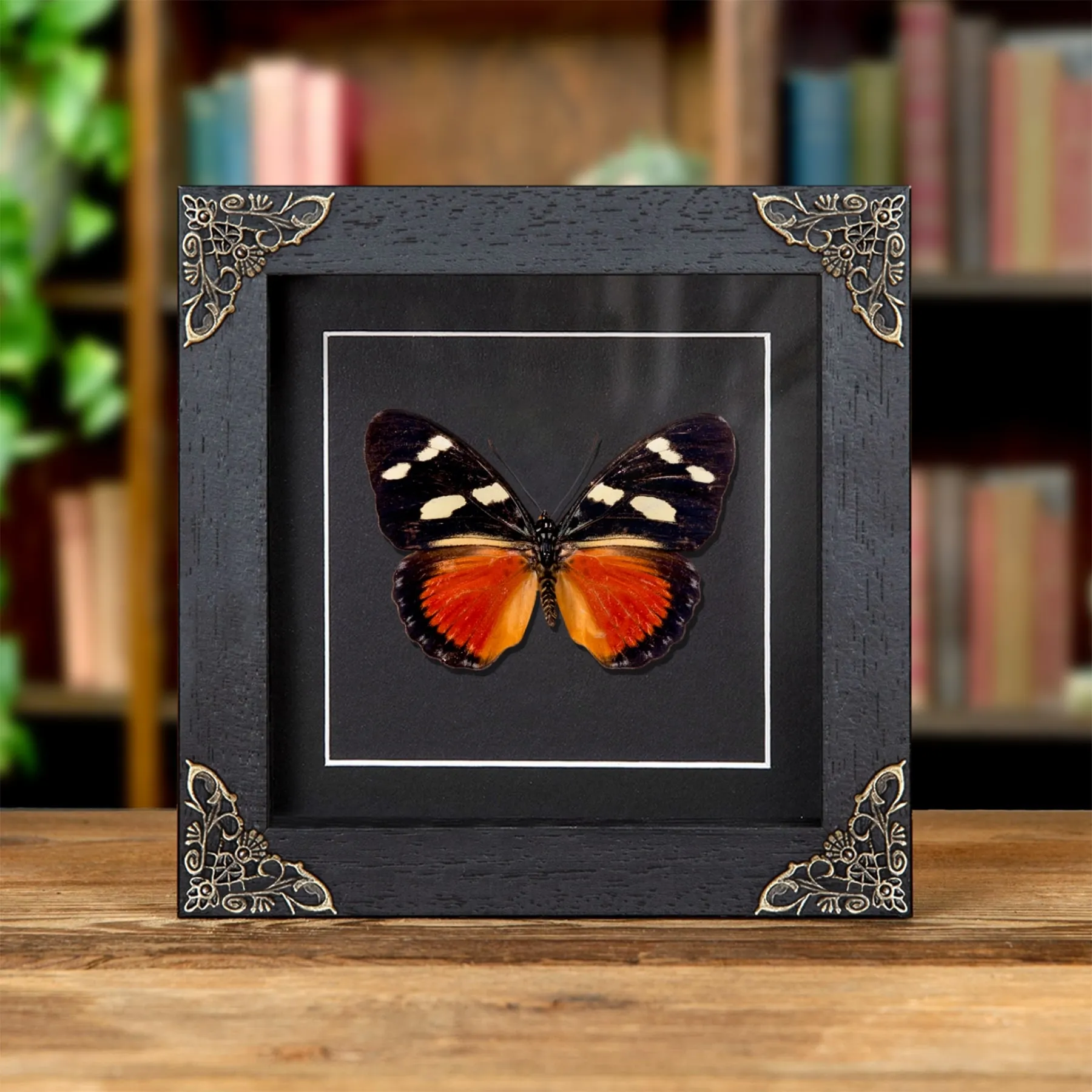 Equatorial Mimic Forester Butterfly In Baroque Style Frame (Euphaedra imitans) Minibeast Equatorial Mimic Forester Butterfly In Baroque Style Frame (Euphaedra imitans)