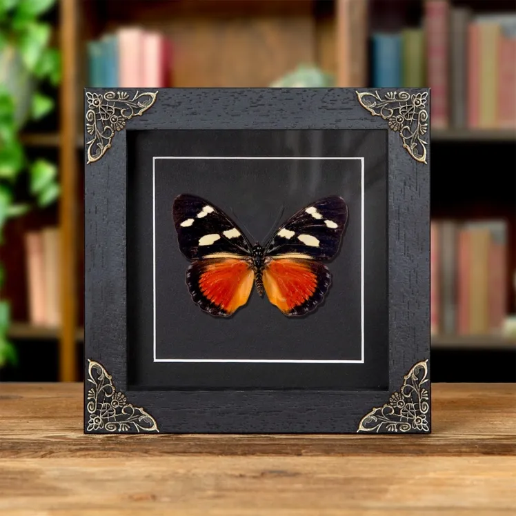 Equatorial Mimic Forester Butterfly In Baroque Style Frame (Euphaedra imitans)