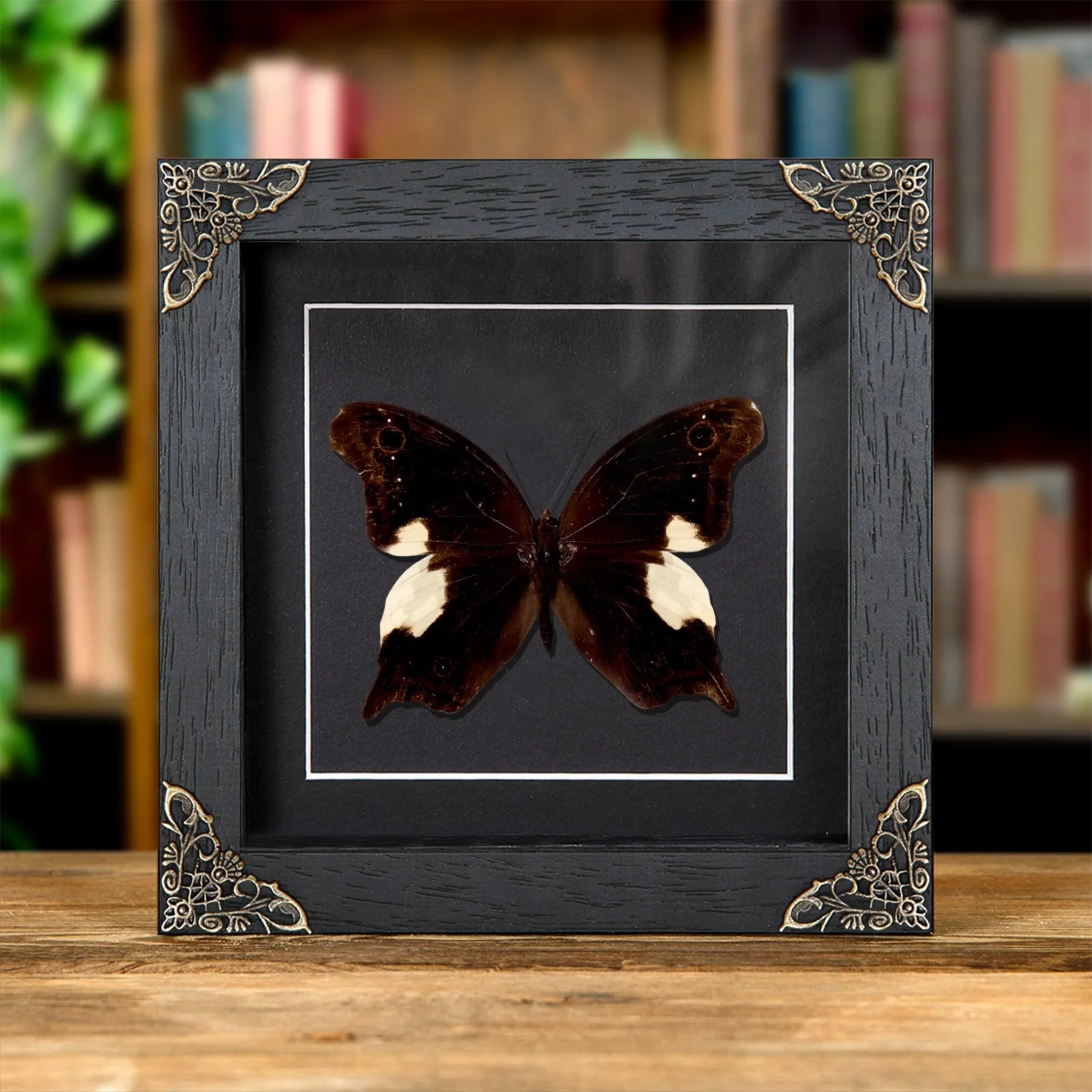 Minibeast Malayan Owl Schmetterling in Baroque Style Rahmen (Neorina lowii)
