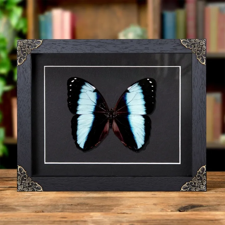 Achilles Morpho In Baroque Style Frame (Morpho achilles)