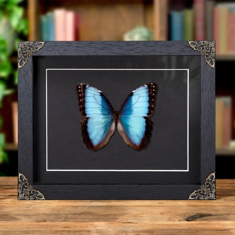 Morpho helenor guanacastensis in Barokstijl lijst van Costa Rica