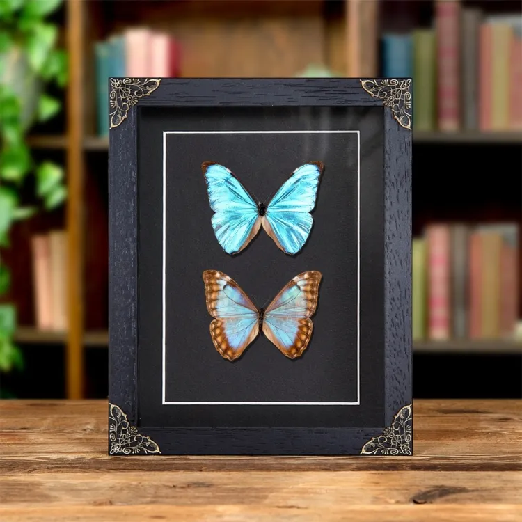Aurora Morpho Butterfly Male & Female Pair In Baroque Style Frame (Morpho aurora)