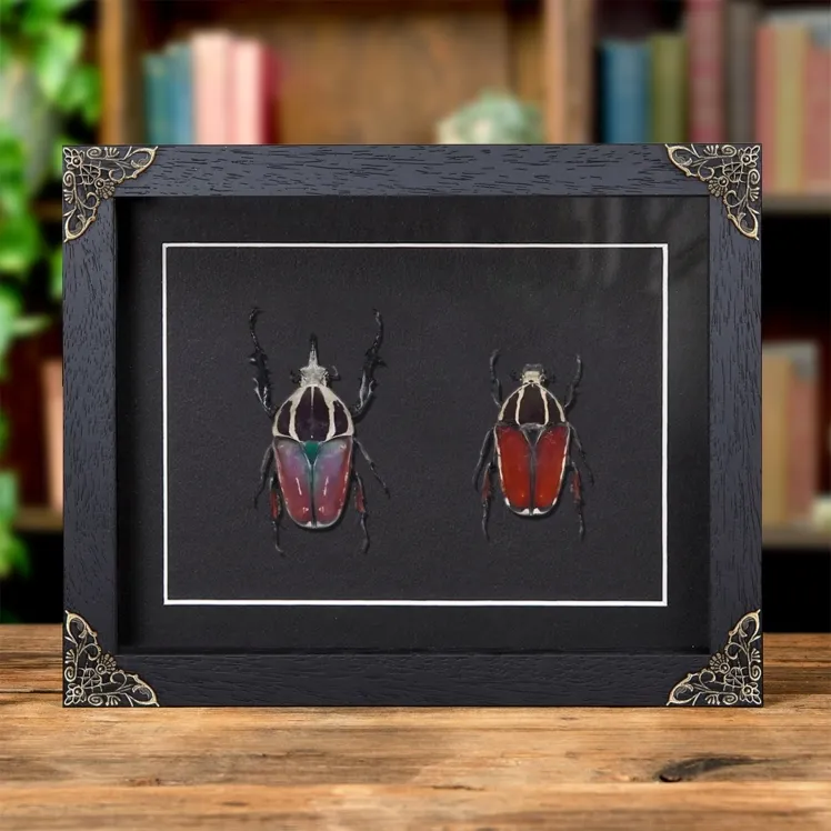 Giant Flower Beetle Male & Female Pair In Baroque Style Frame (Mecynorhina torquata ugandensis)