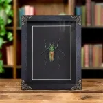 Minibeast Rainbow Longhorn Beetle In Baroque Style Frame (Psalidognathus friendi)