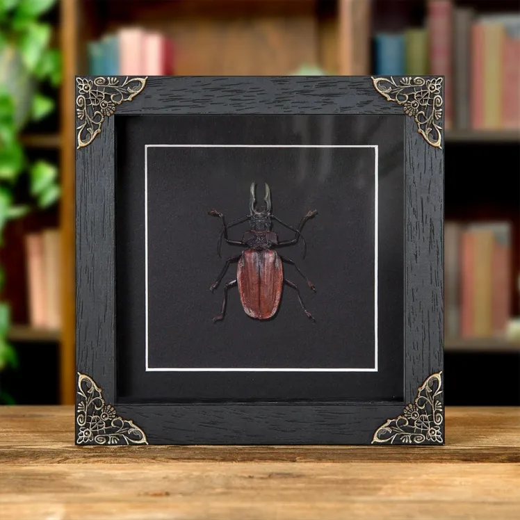 American Longhorn In Baroque Style Frame (Macrodontia crenata)