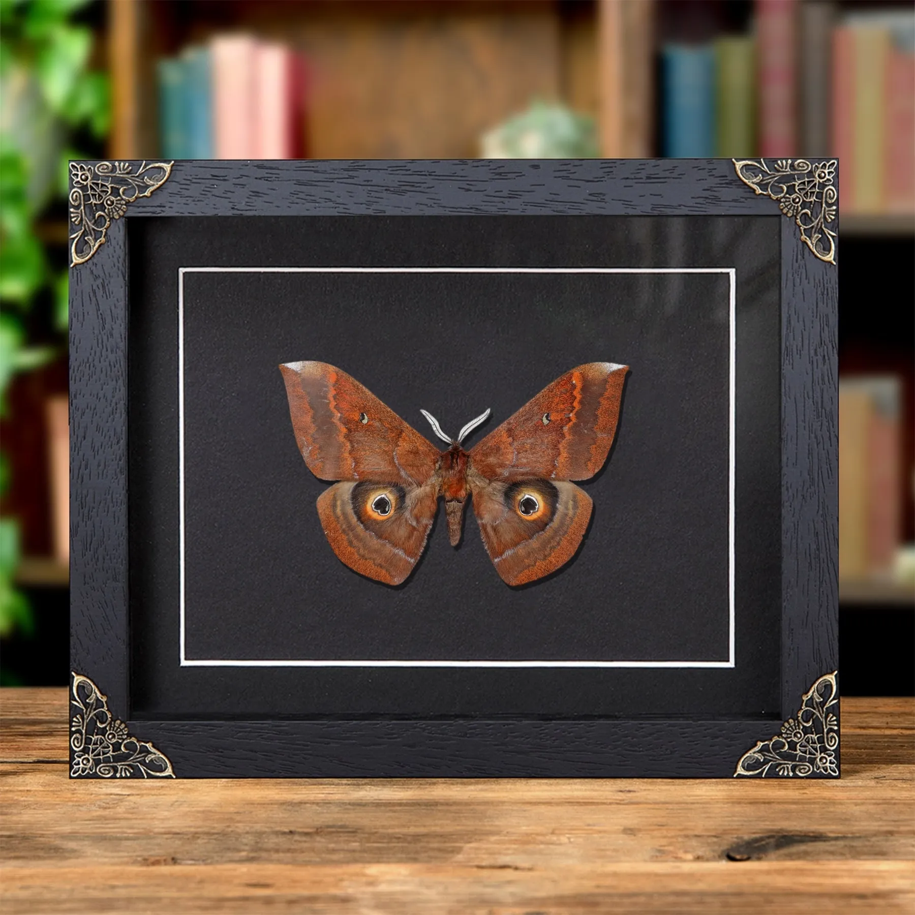 Minibeast Géant Papillon Saturne dans Cadre Baroque (Salassa thespis)