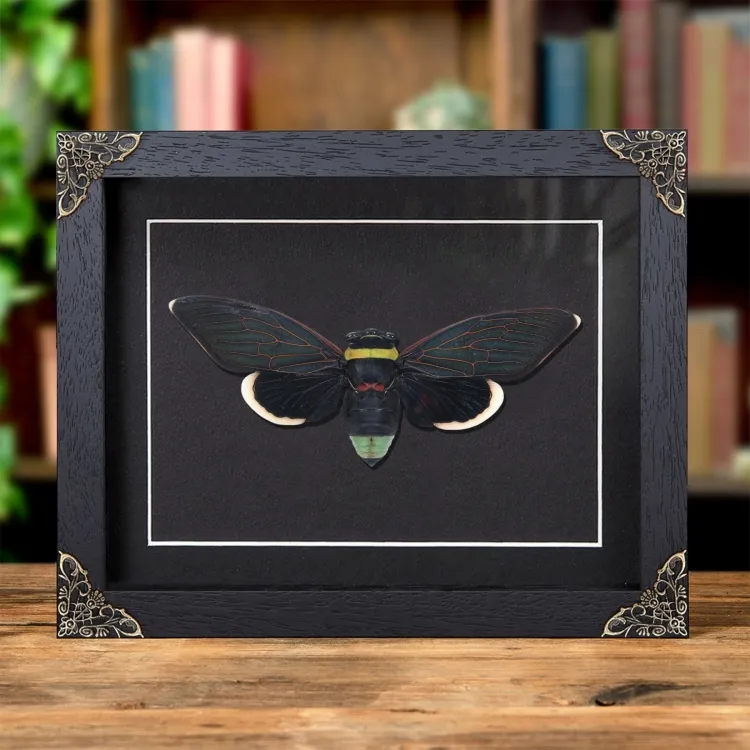 Giant Rainforest Cicada In Baroque Style Frame (Tacua speciosa)