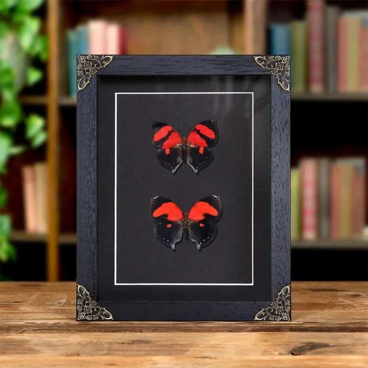 Scarlet Leafwing Butterfly Male & Female Pair In Baroque Style Frame (Siderone galanthis)