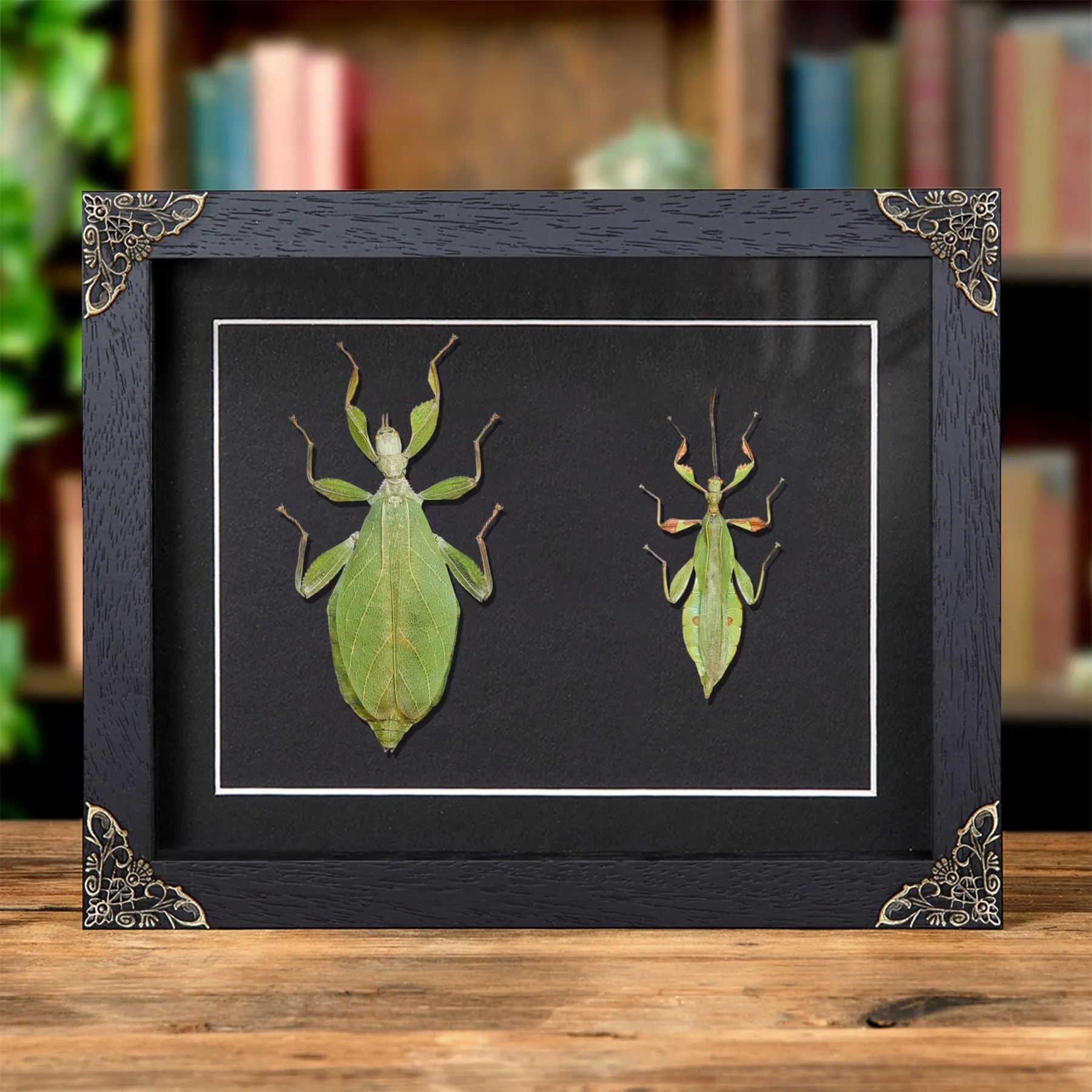 Minibeast Herfstblad Insect in Barokstijl Lijst (Phyllium tobeloense)