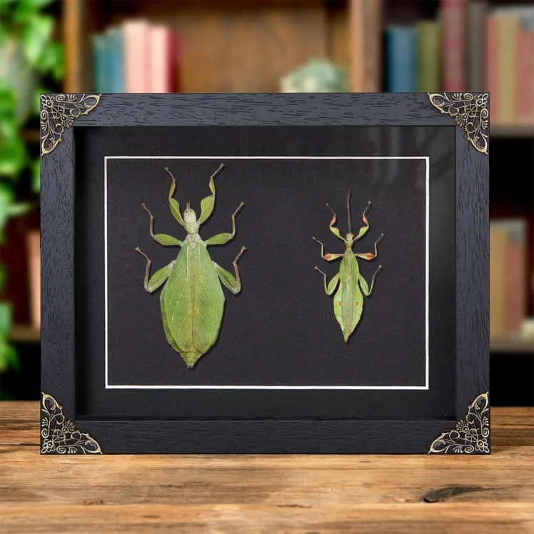 Autumn Leaf Insect In Baroque Style Frame (Phyllium tobeloense)