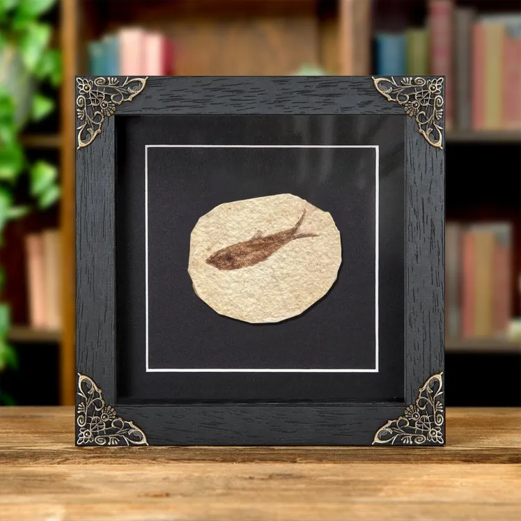 Freshwater Herring Fossil In Baroque Style Frame (Knightia sp)
