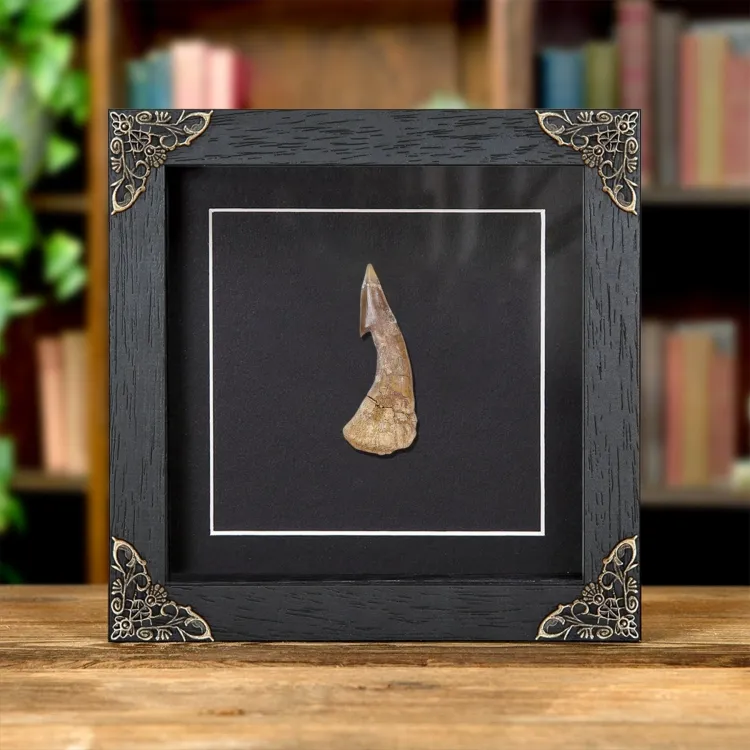Barbed Swordfish Dinosaur Tooth Fossil In Baroque Style Frame (Onchopristis sp)
