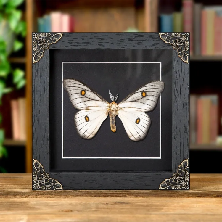 Papillon de Soie Fantôme dans un Cadre Baroque (Ceranchia apollina)