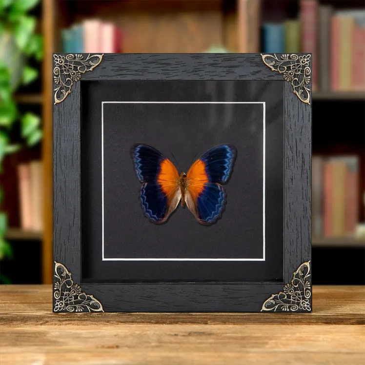 Cirrochroa regina paulowna In Baroque Style Frame from indonesia