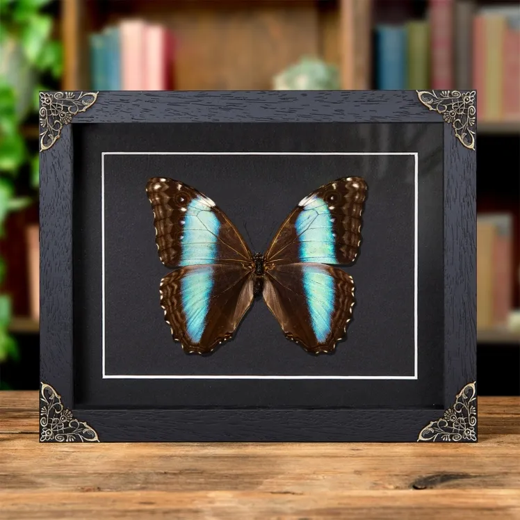 Female Deidamia Morpho Butterfly In Baroque Style Frame (Morpho deidamia)