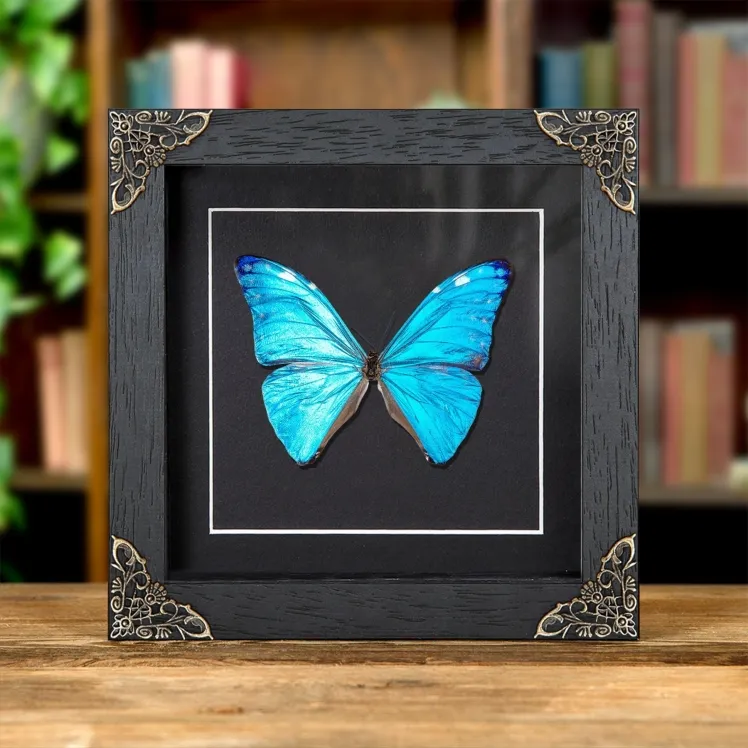 Adonis Morpho Framed Blue Butterfly (Morpho marcus major)
