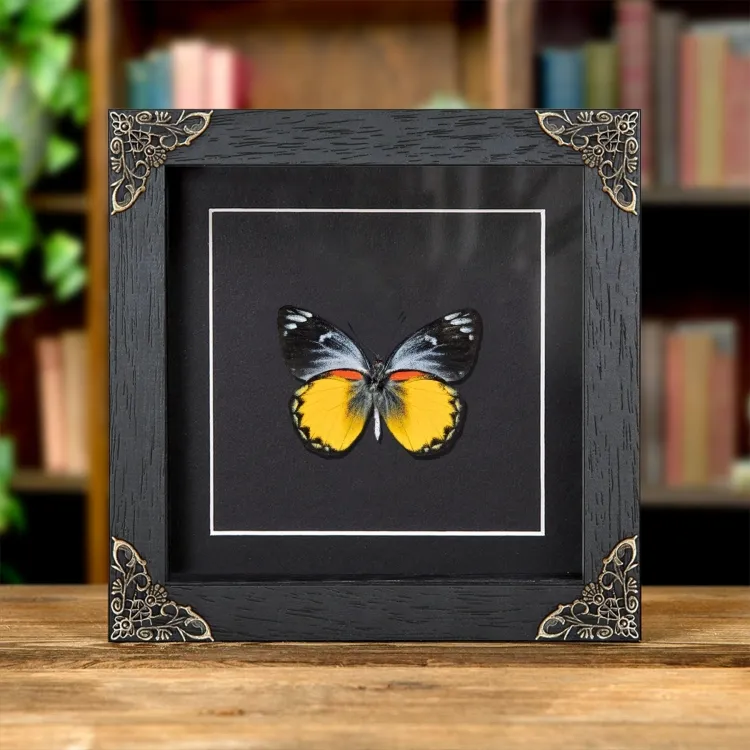 Delias Butterfly Ventral Side In Baroque Style Frame (Delias oraia bratana)
