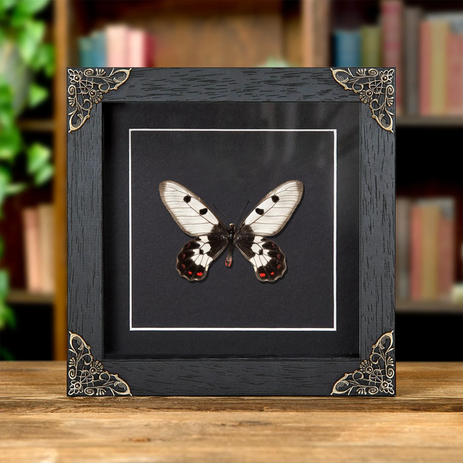 Minibeast Le papillon porte-queue à ailes transparentes dans un cadre de style baroque (Cressida cressida)