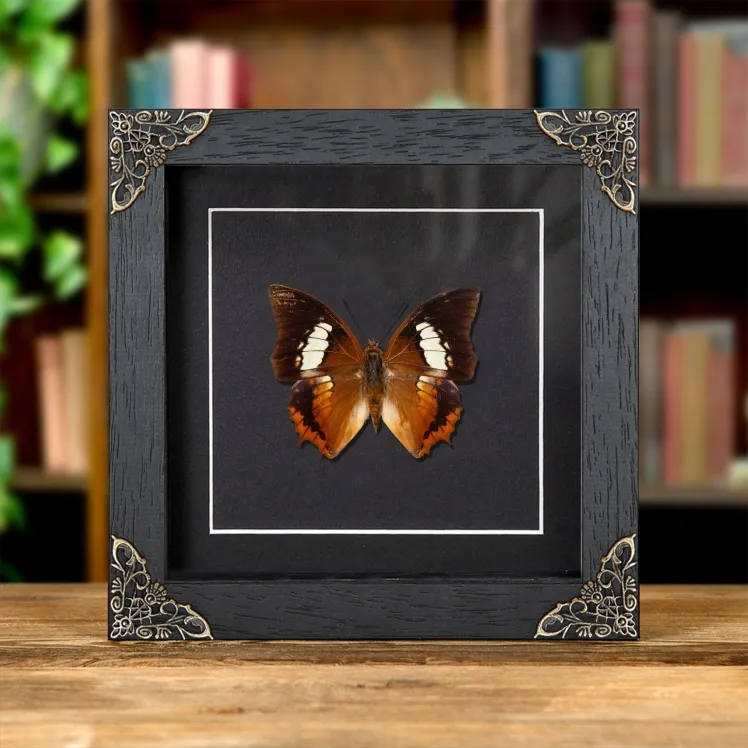 The Tawny Rajah Butterfly In Baroque Style Frame (Charaxes bernardus hierax)