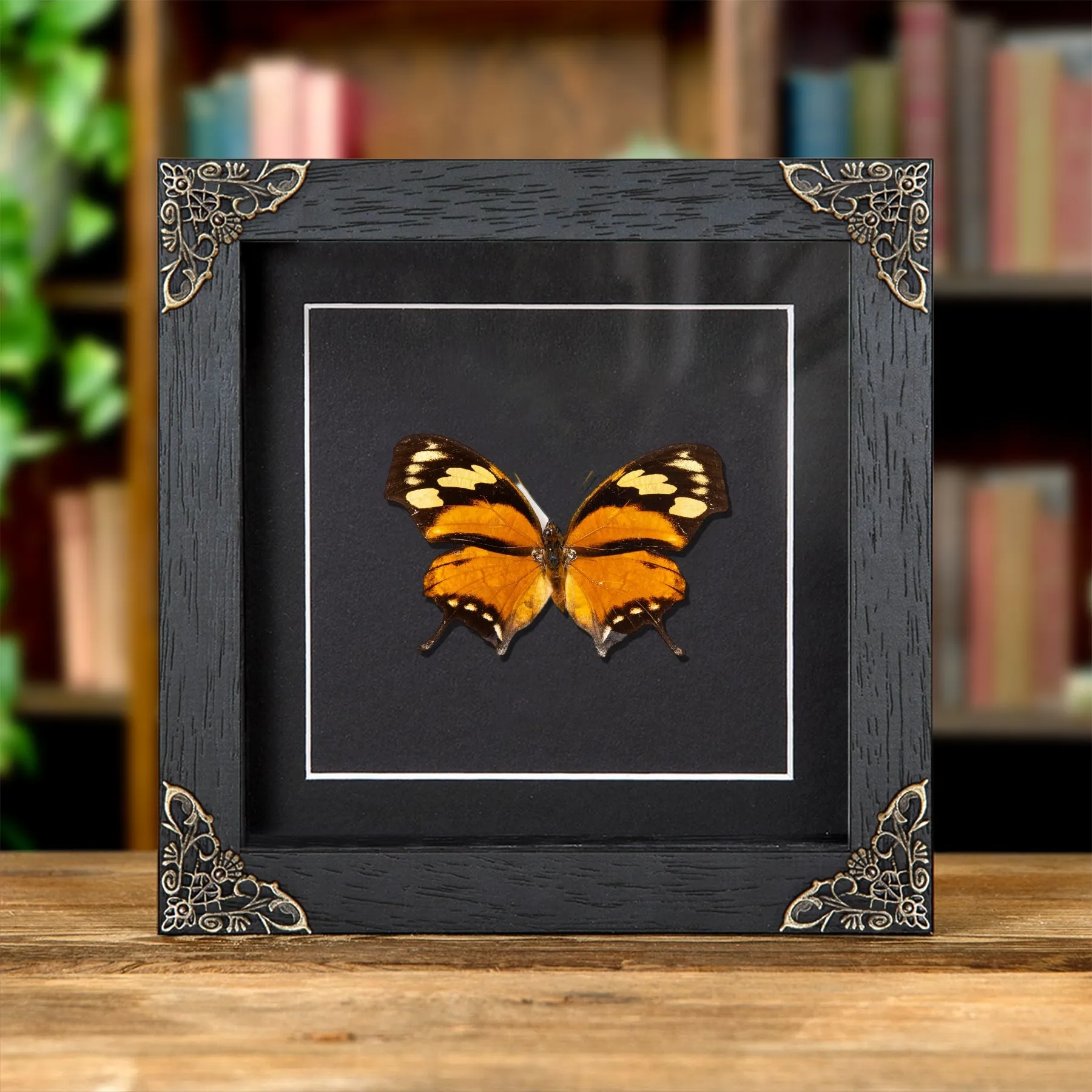 Minibeast The Tiger Leaf-wing Butterfly In Baroque Style Frame (Anaea fabius divisus)