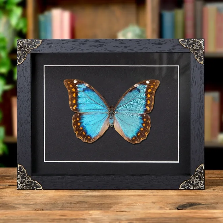 <strong>Female Anaxibia Morpho Butterfly In Baroque Style Frame (Morpho anaxibia)</strong><br>Price: £449.99<br>Frame Size: 9 x 7 Baroque Female Anaxibia Morpho Butterfly In Baroque Style Frame (Morpho anaxibia)