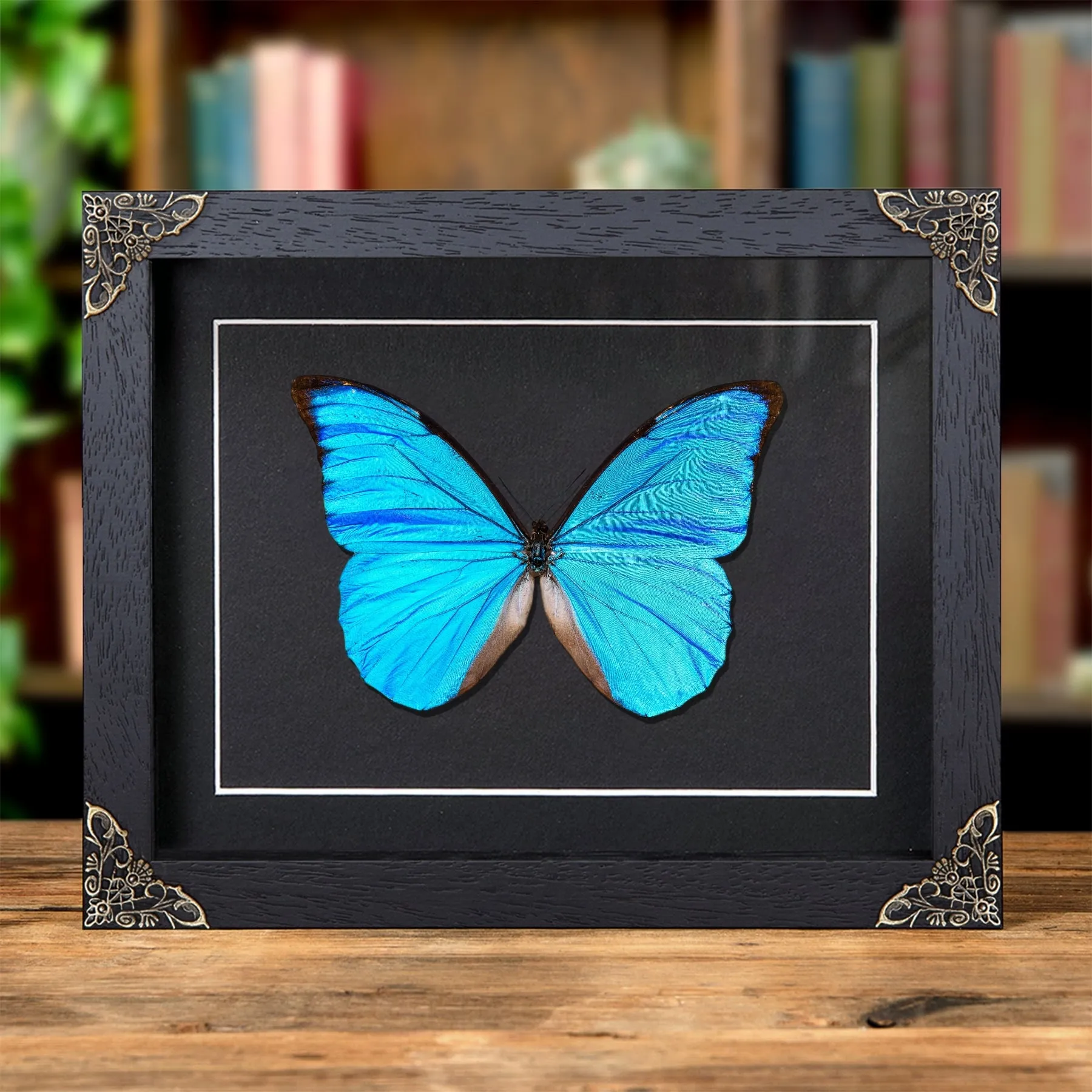 Minibeast Anaxibia Morpho Schmetterling in Barockstil Rahmen (Morpho anaxibia)